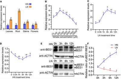 Frontiers Interaction Of Bes And Lbd Transcription Factors